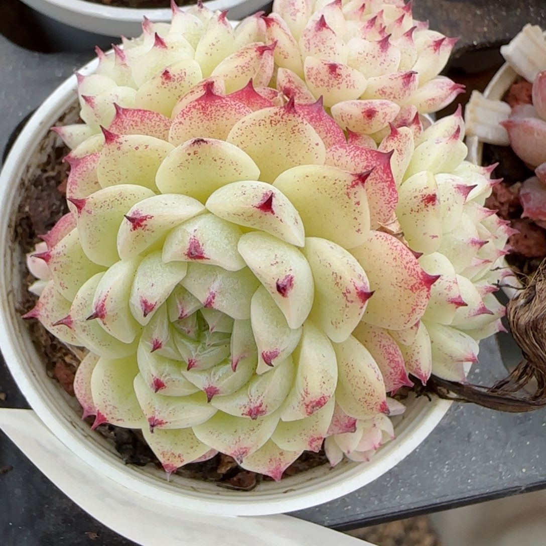 花语逸镜0203-335