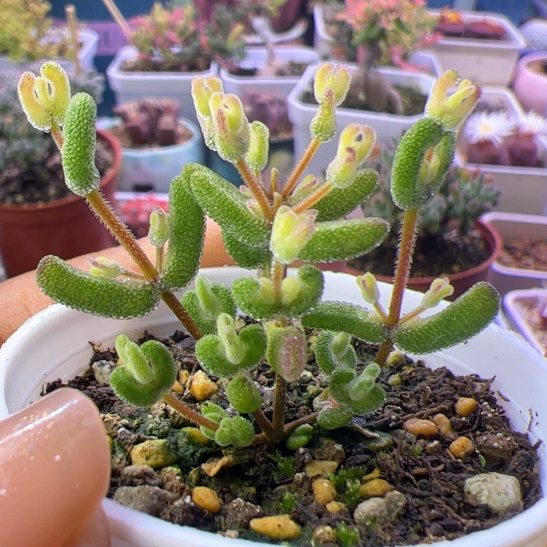 多肉植物枝干月曲