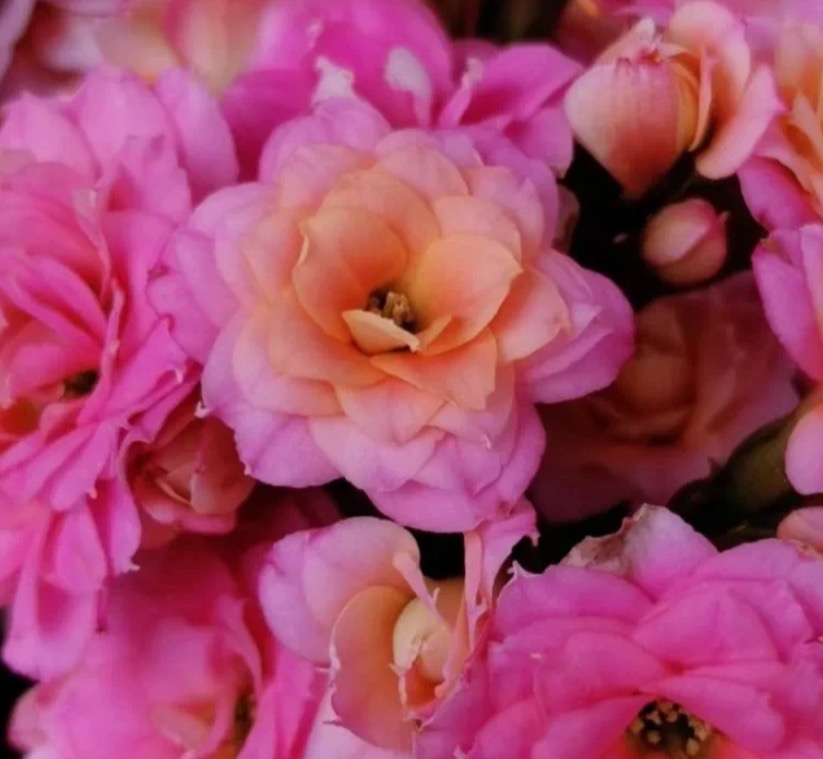 《大鹏/奶油玫瑰》130盆重瓣长寿花