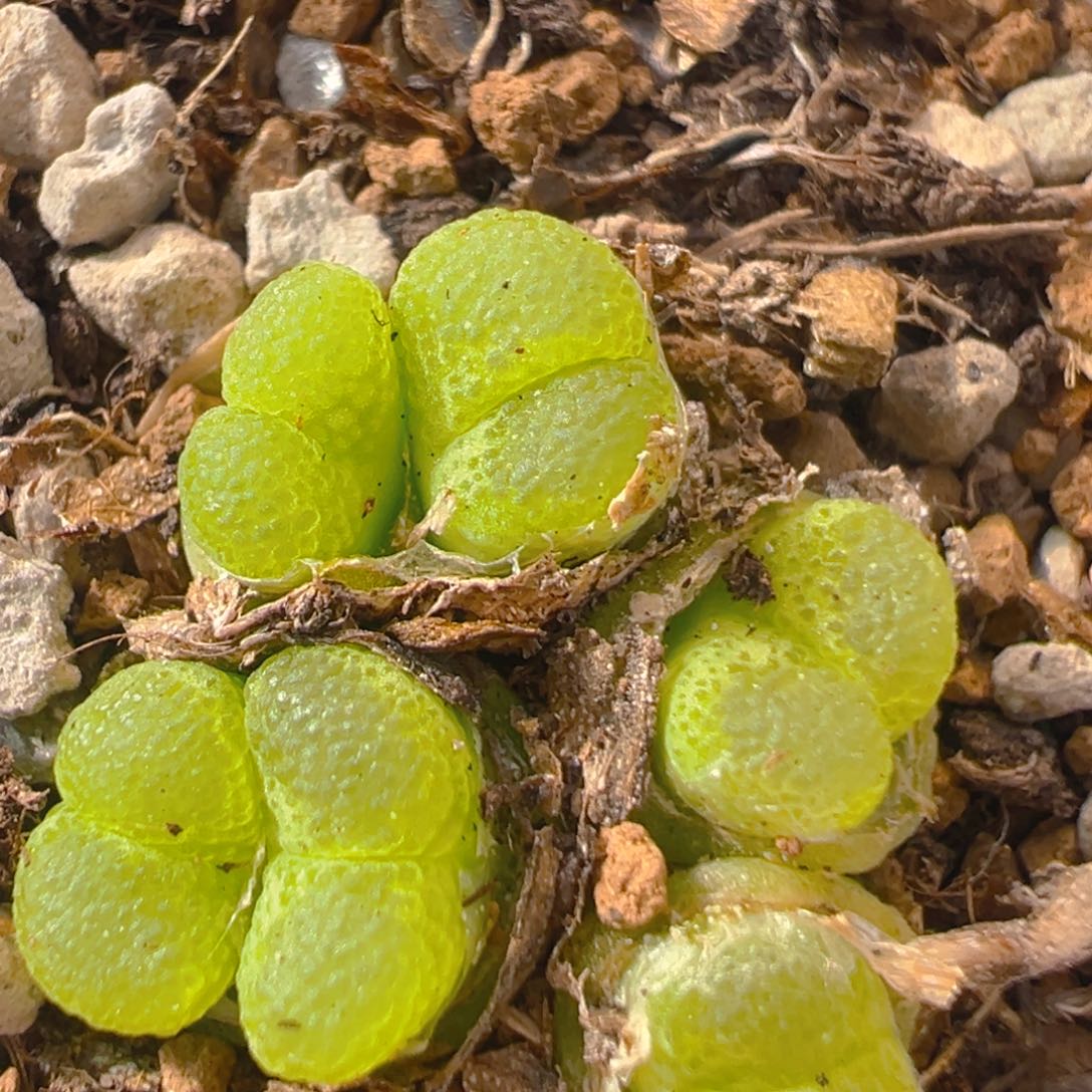 171多肉植物百科知识