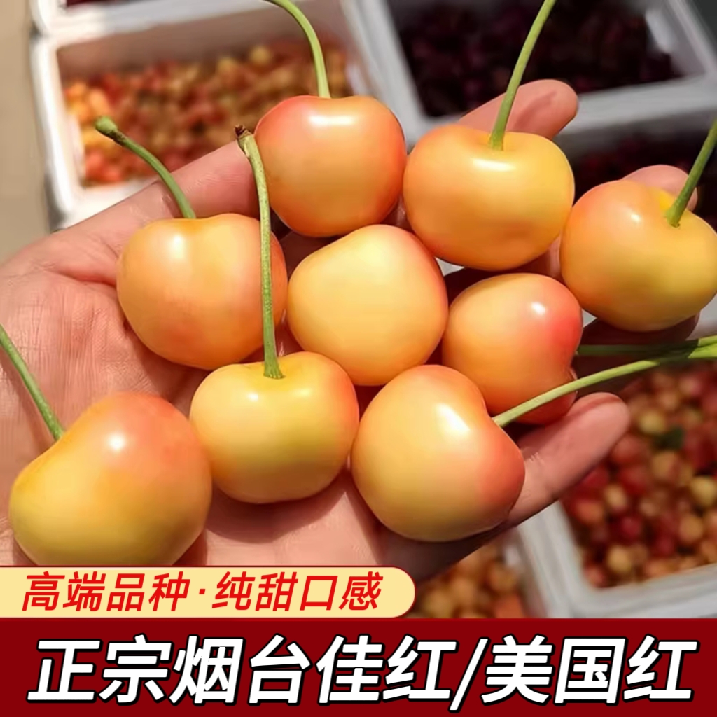 佳红/美国红【高端品种】烟台大樱桃车厘子2/3斤新鲜水果顺丰包邮
