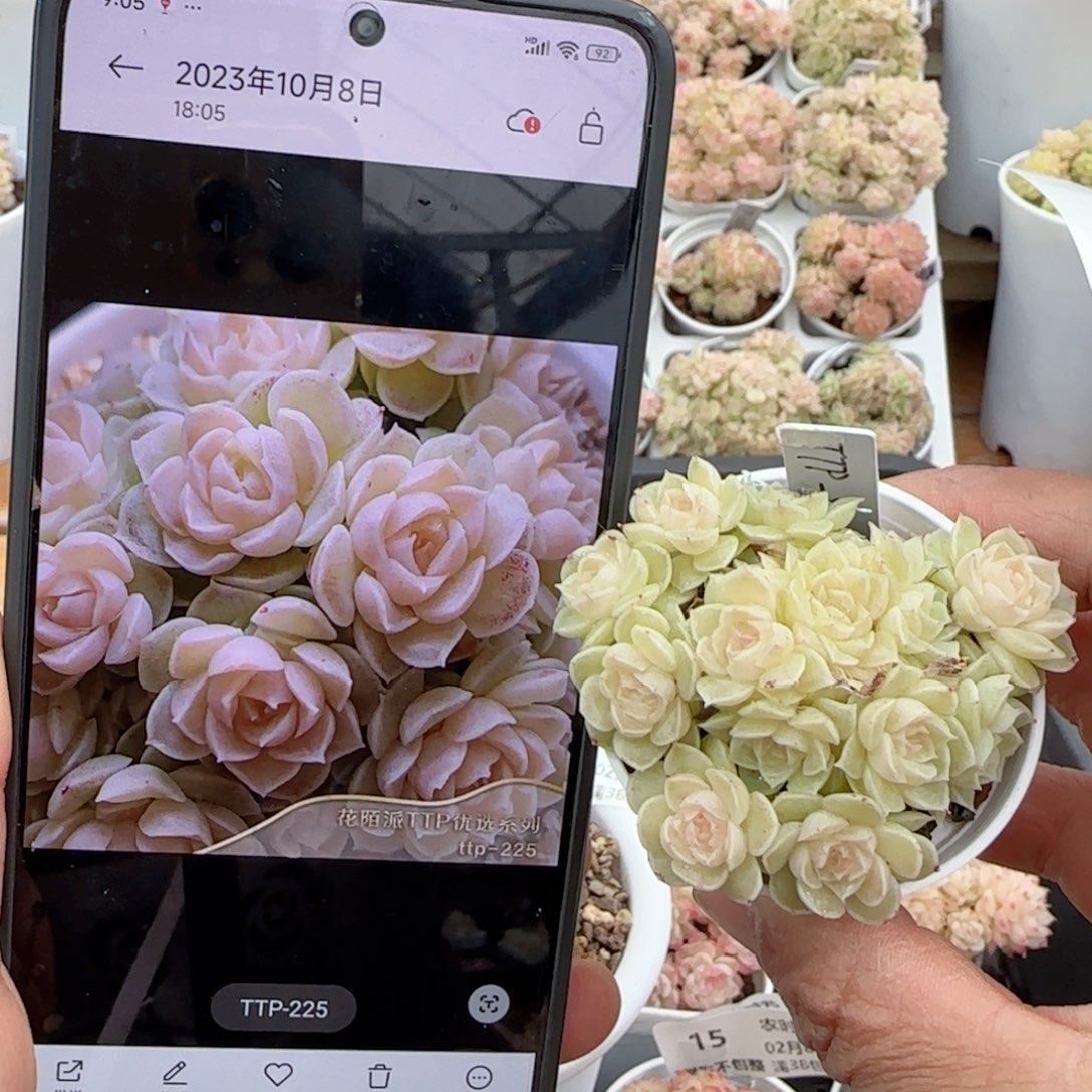 【闪购商品】0208-21（ttp-225）