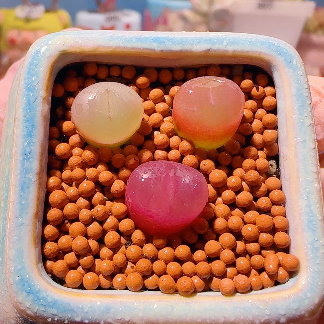 T三色蟠桃拼盘盆口4cm带盆