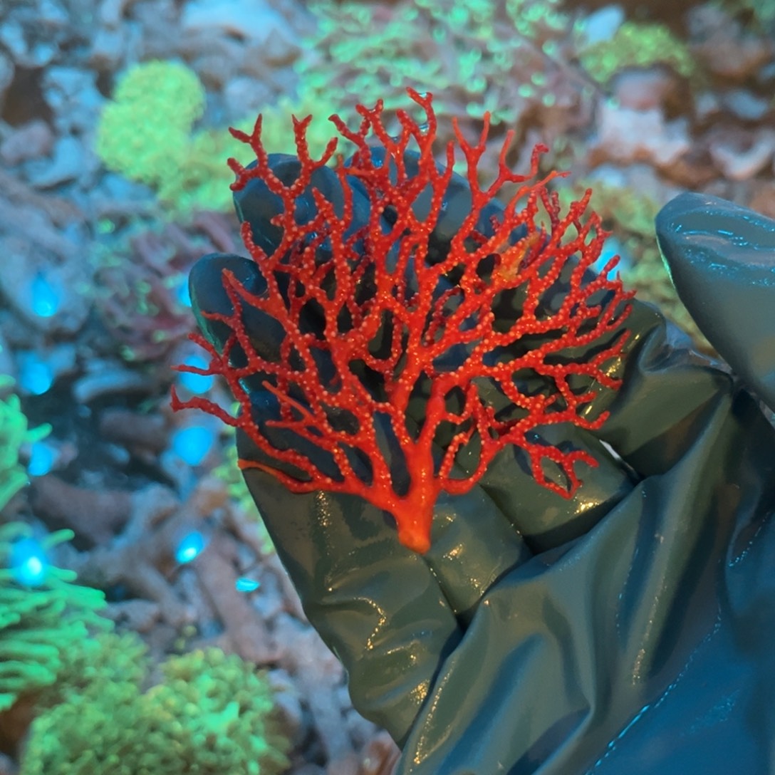 ****』奶嘴海葵红海树111111111