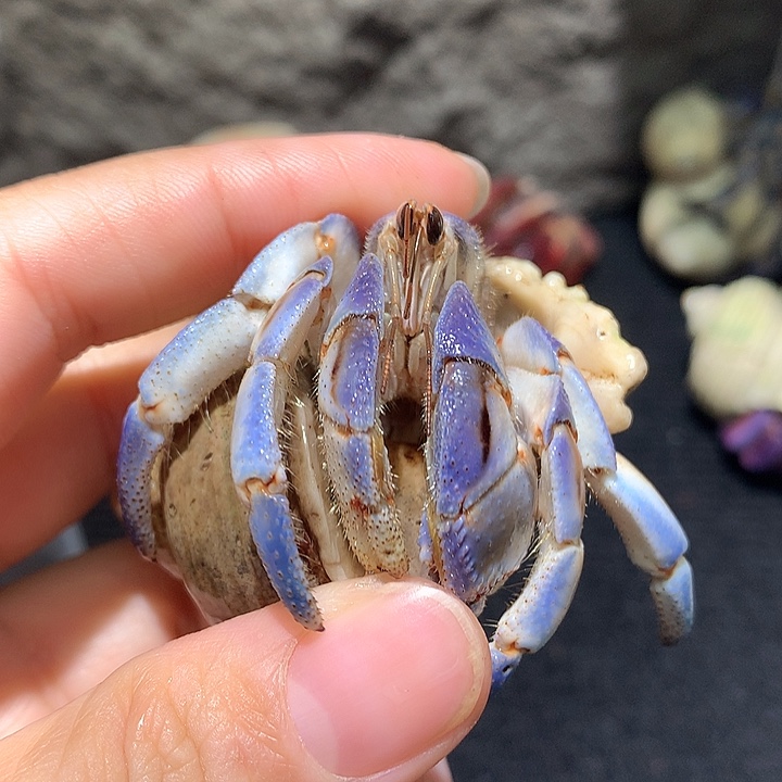 2.2口径奔跑家寄居蟹8号