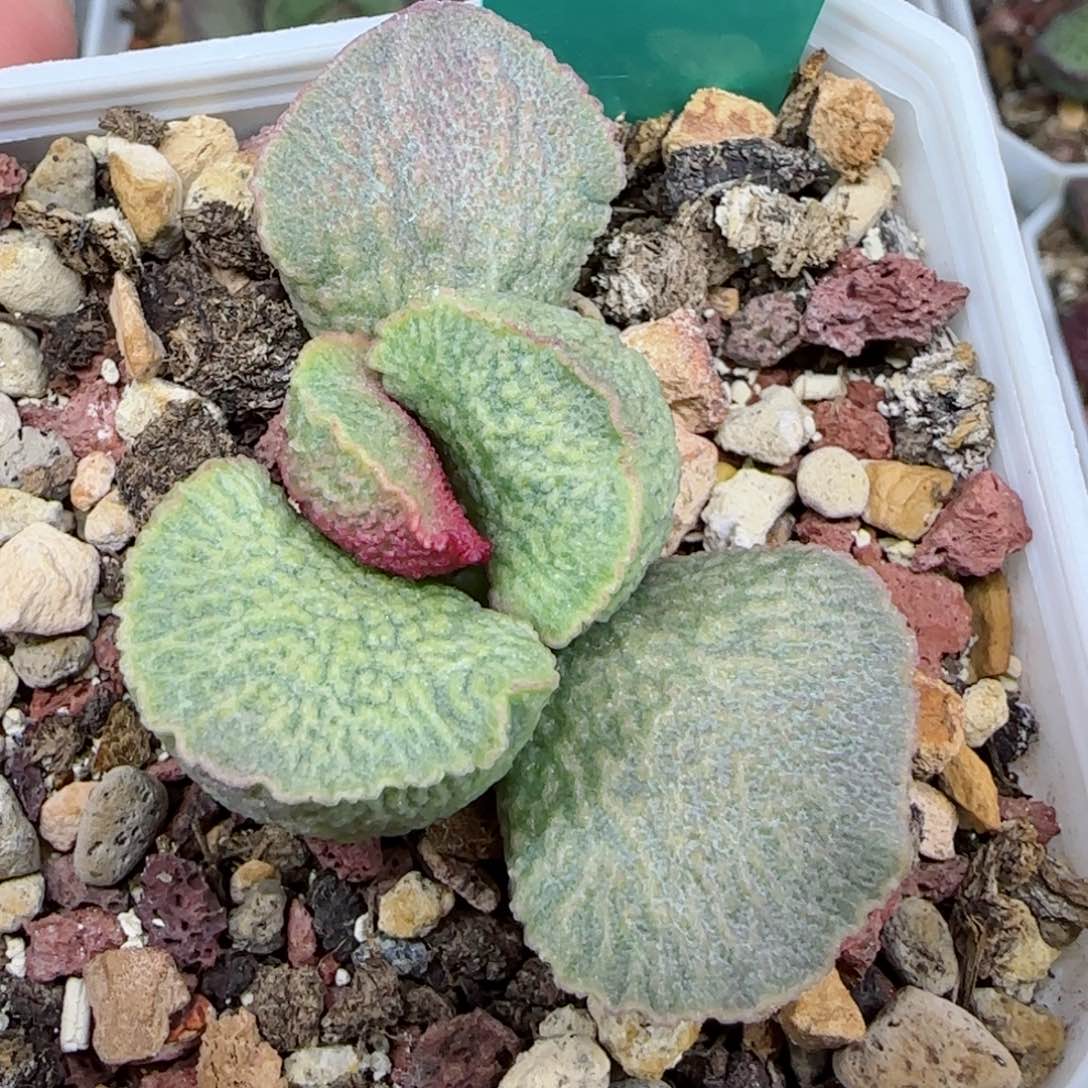 实生编号279小底叶插一个，叶插28起，图为母本