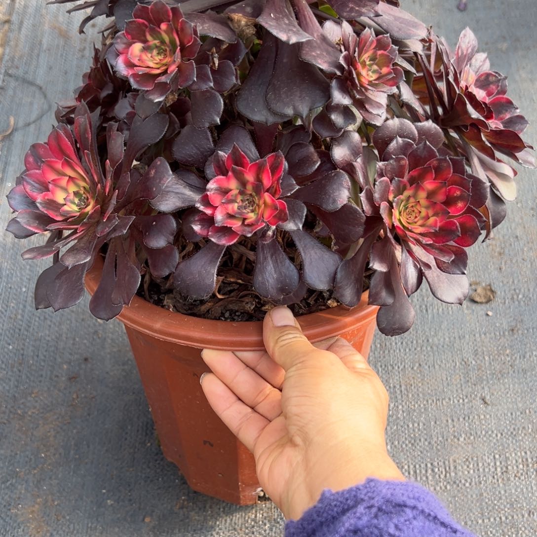 154烟花有微瑕多肉多肉多肉