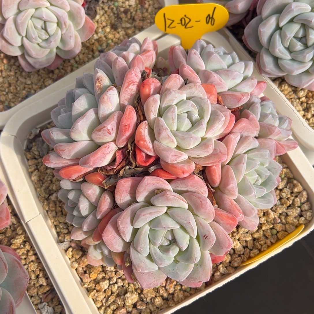 12-02-06冰玉多肉植物