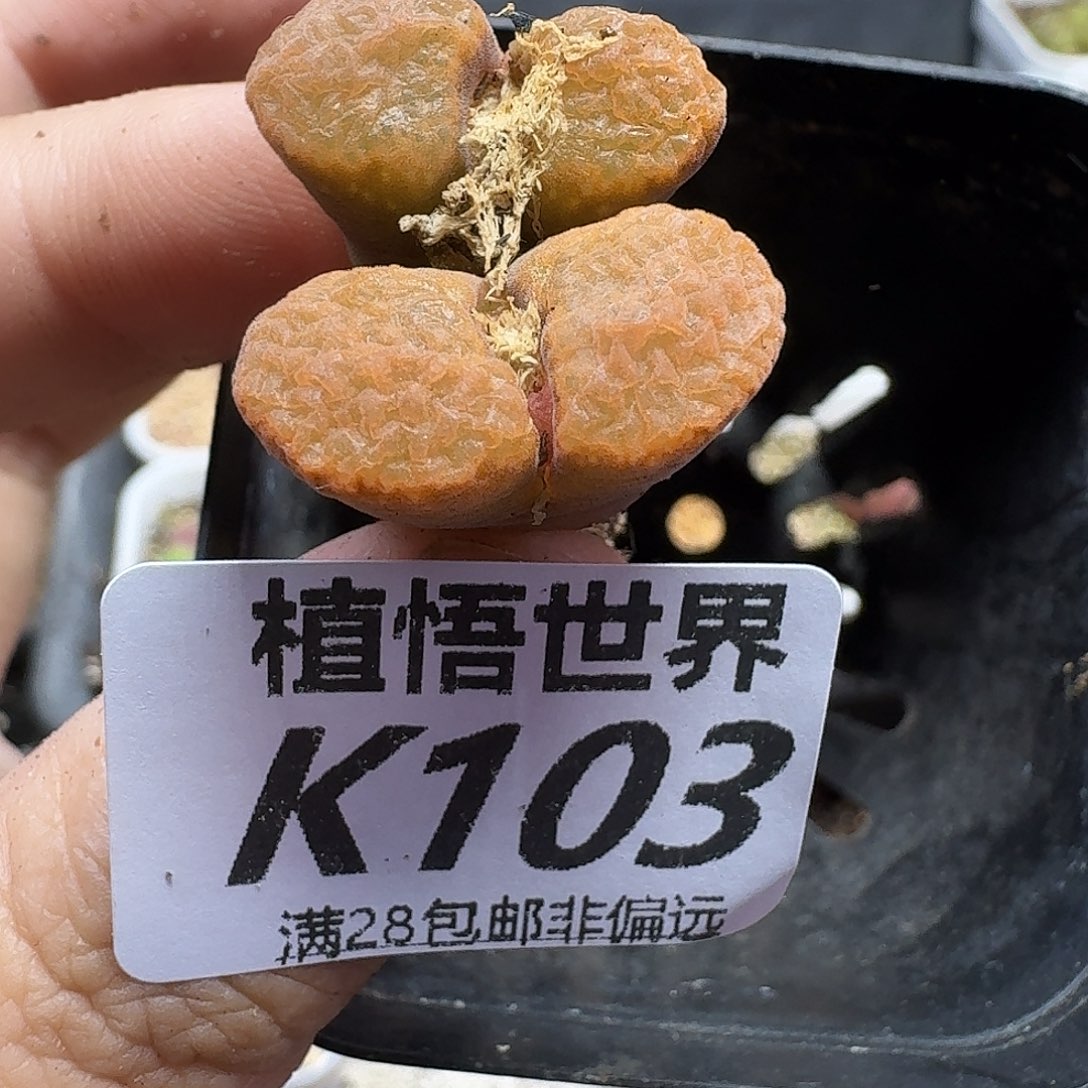 多肉植物的人啊fg