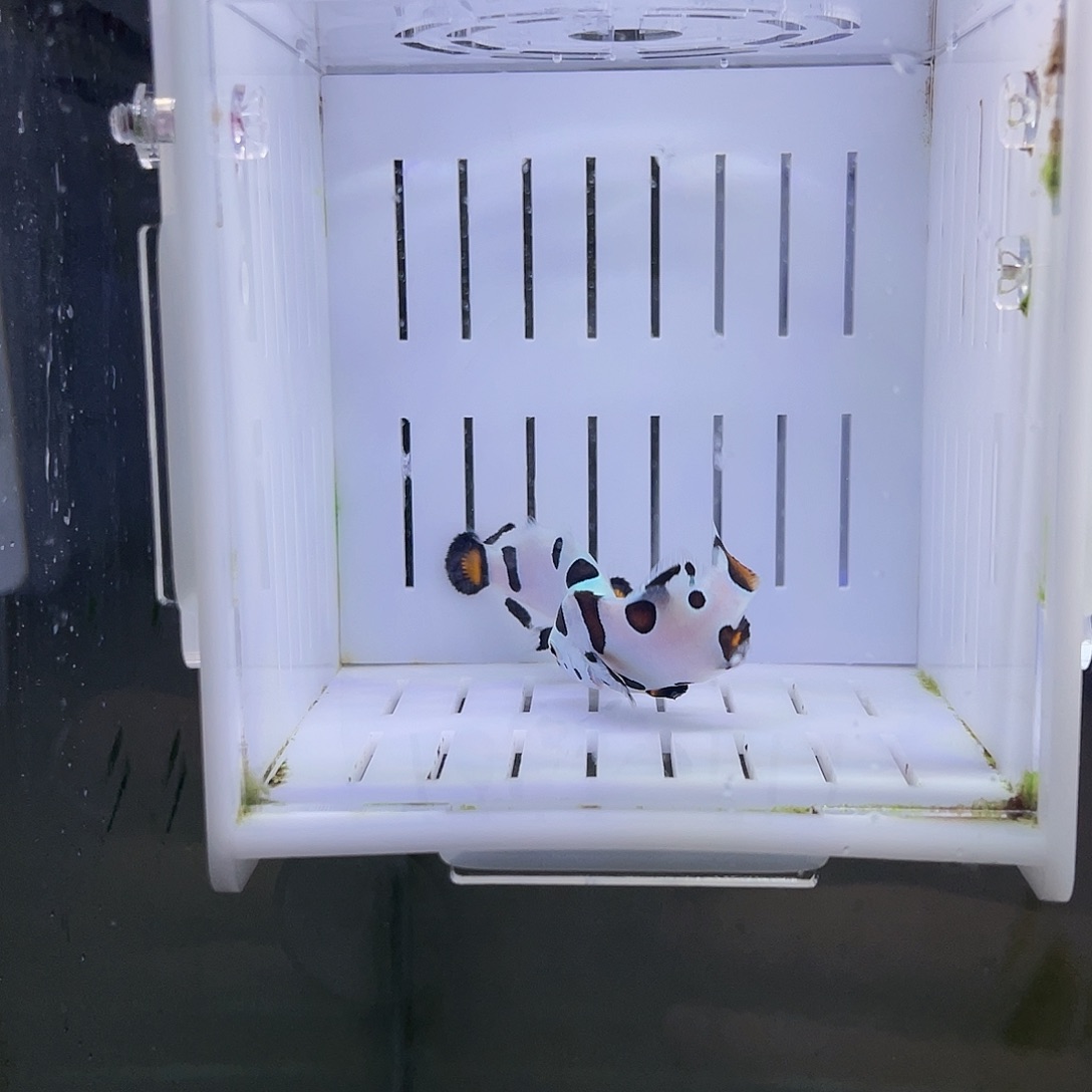 海水鱼4公分精品三色熊猫