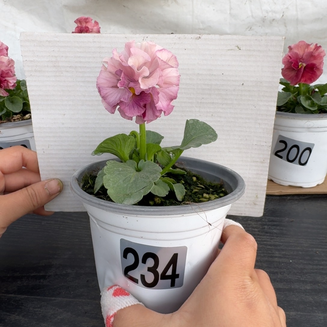 全部花朵234号角堇