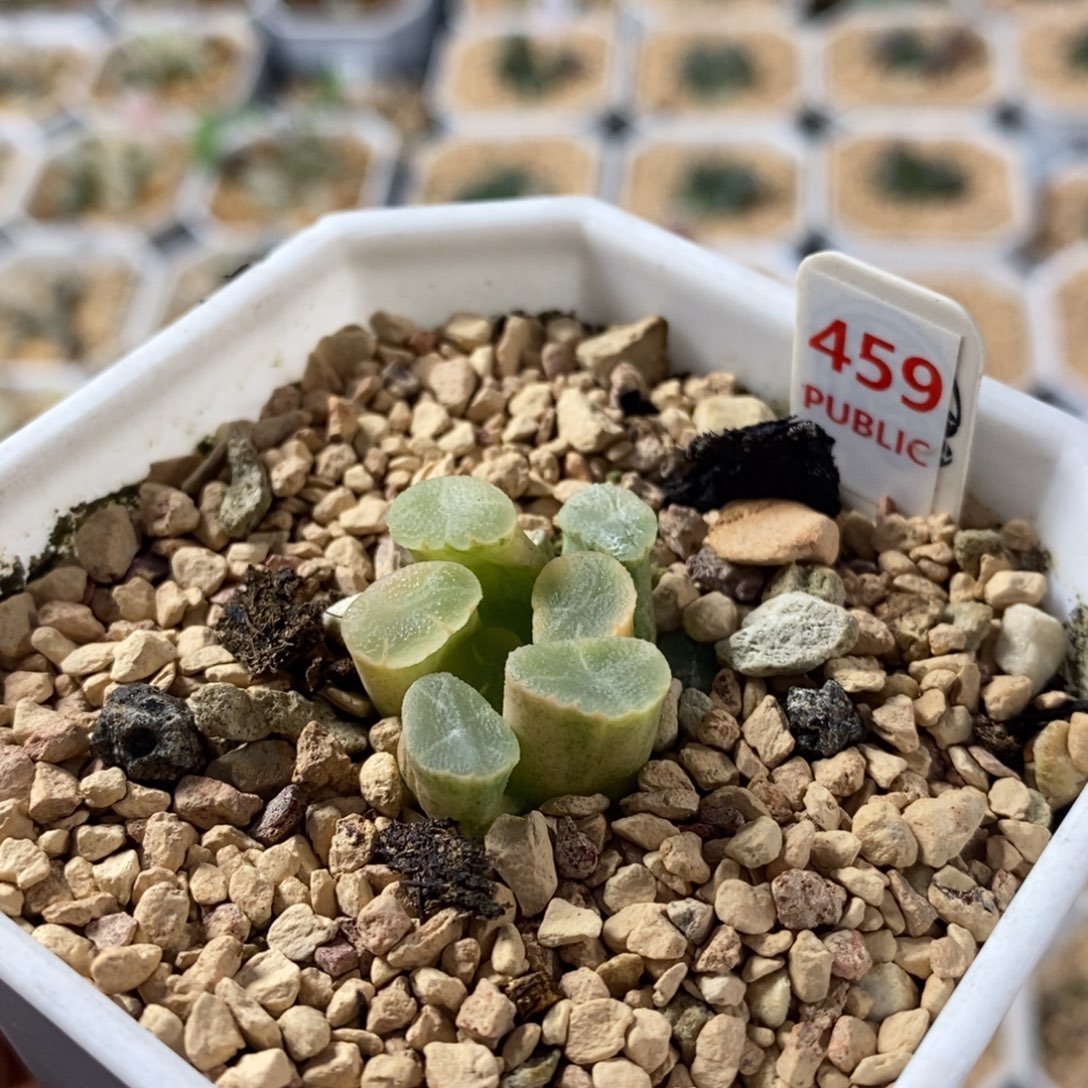 459万象锦十二卷多肉