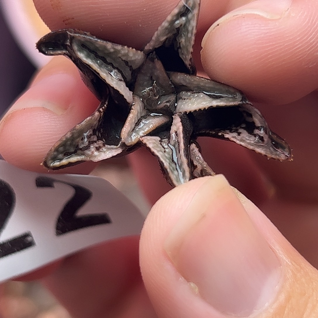 722德鲁白十二卷多肉植物