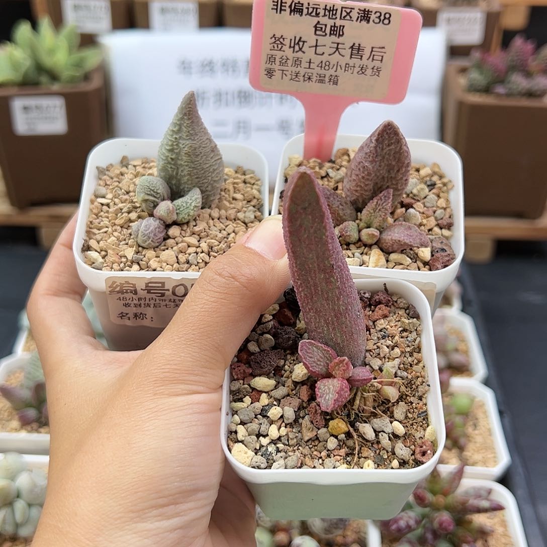 054融冰融猪粉红小猪多肉