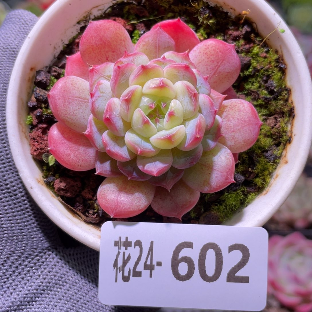花利美24-602琴心