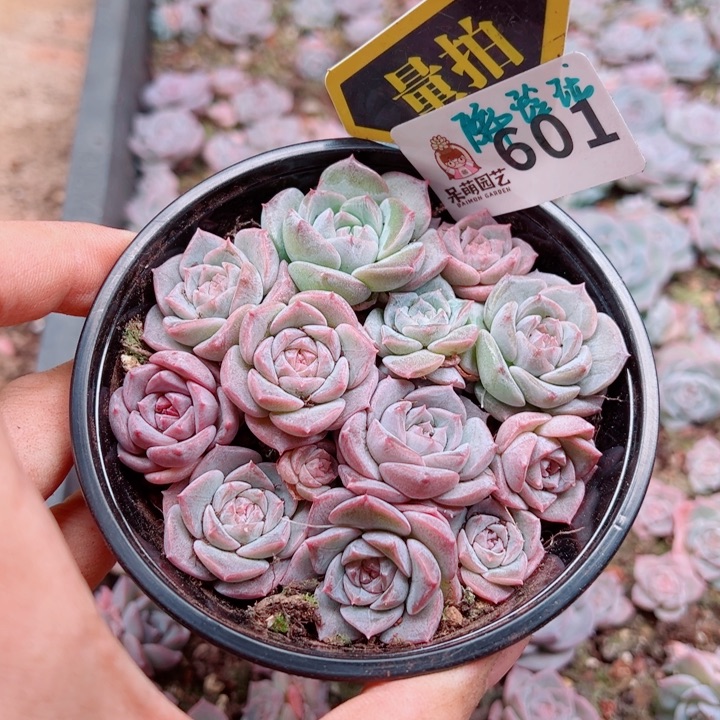 多肉植物多肉植物