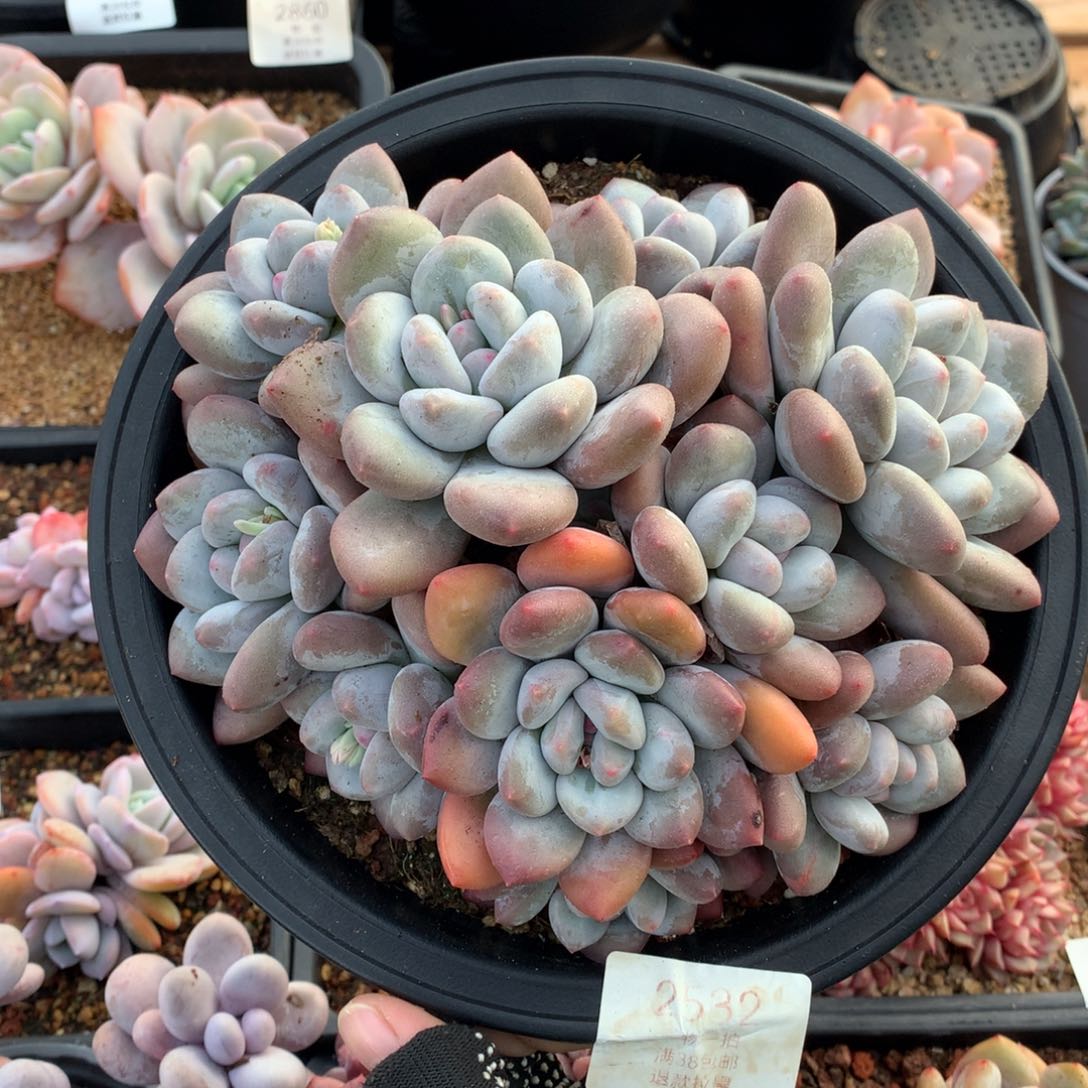 19厘米10头香水多肉老桩2532