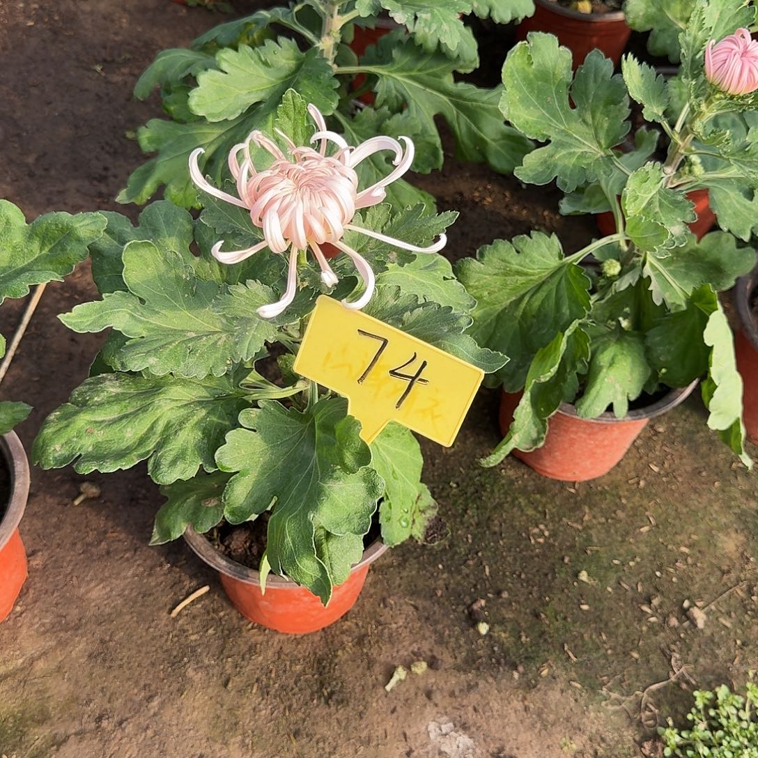 是***啊大部分花苞少量开放74蟠桃