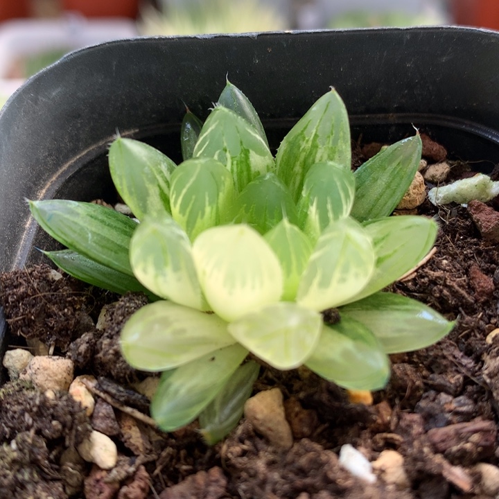 龙鳞玉露锦带盆土发货