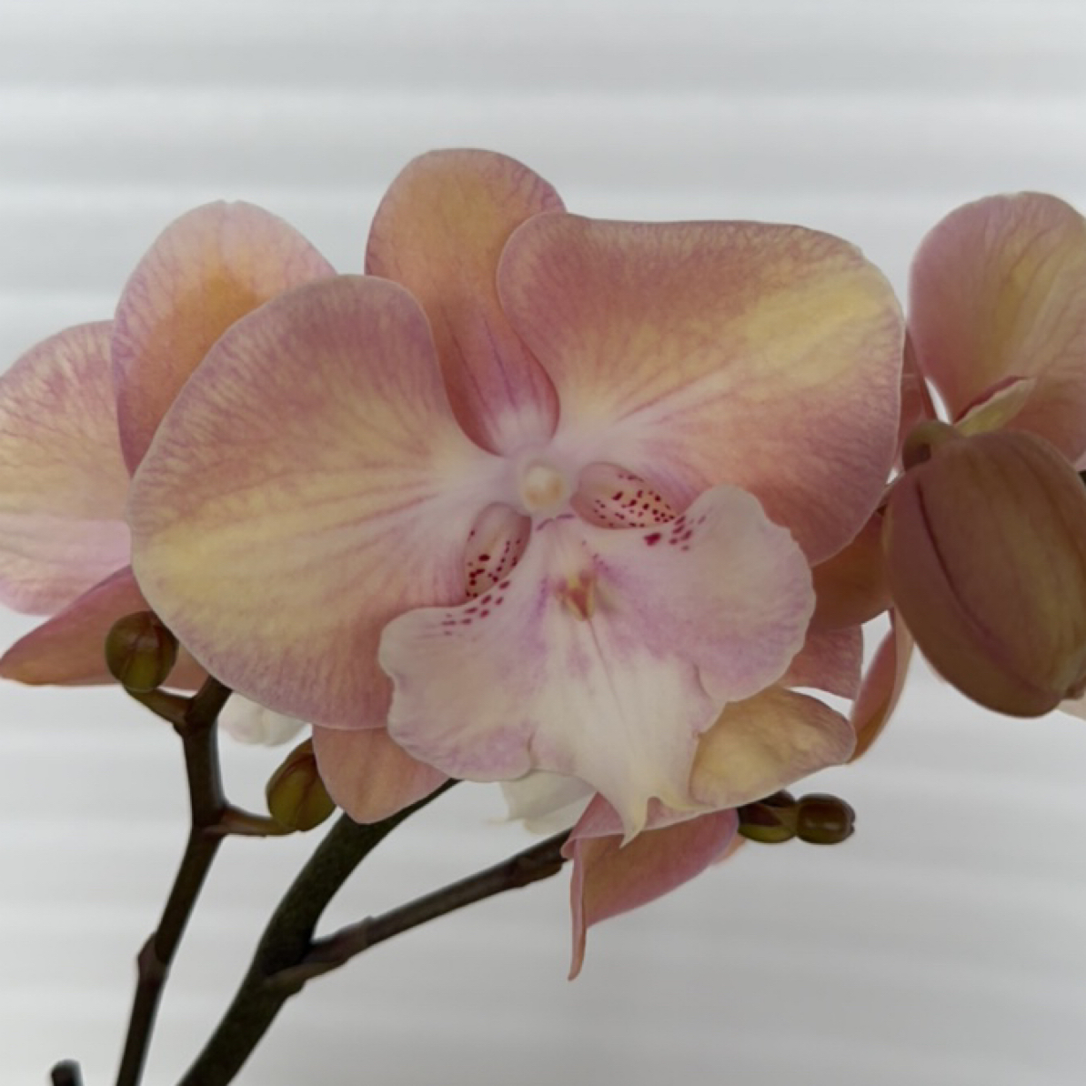 渟叙【彩虹独角兽】3.0寸 带花带花苞