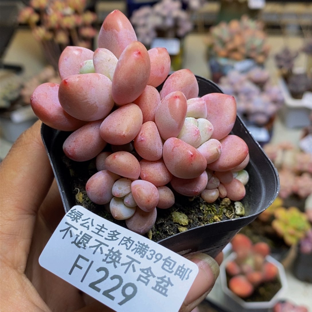 229樱花洛神多肉5cm