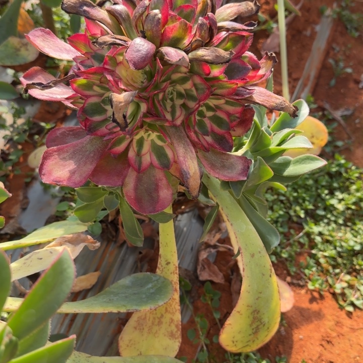 鸿运嫁接捧花啊啊