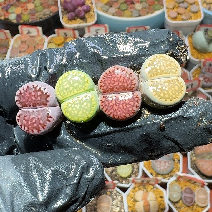 生石花2:。2////。  1号