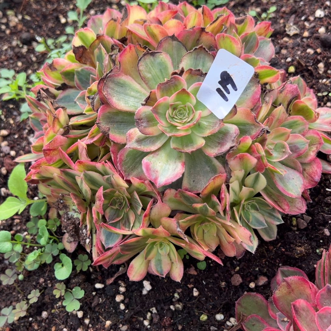 119唐三彩多肉椅子多肉