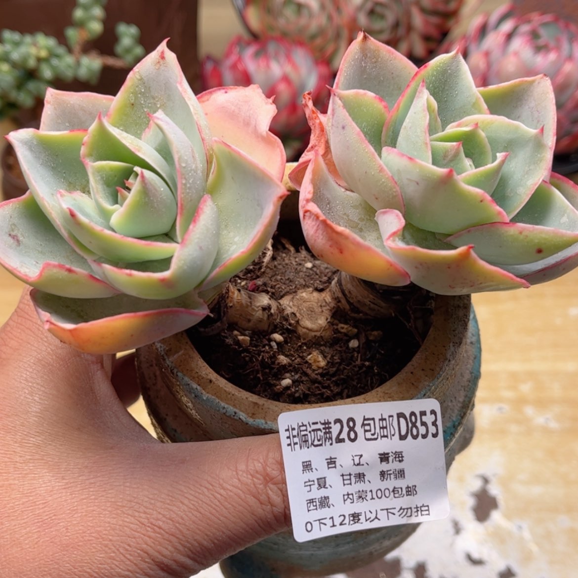 【闪购商品】853达芬奇密码