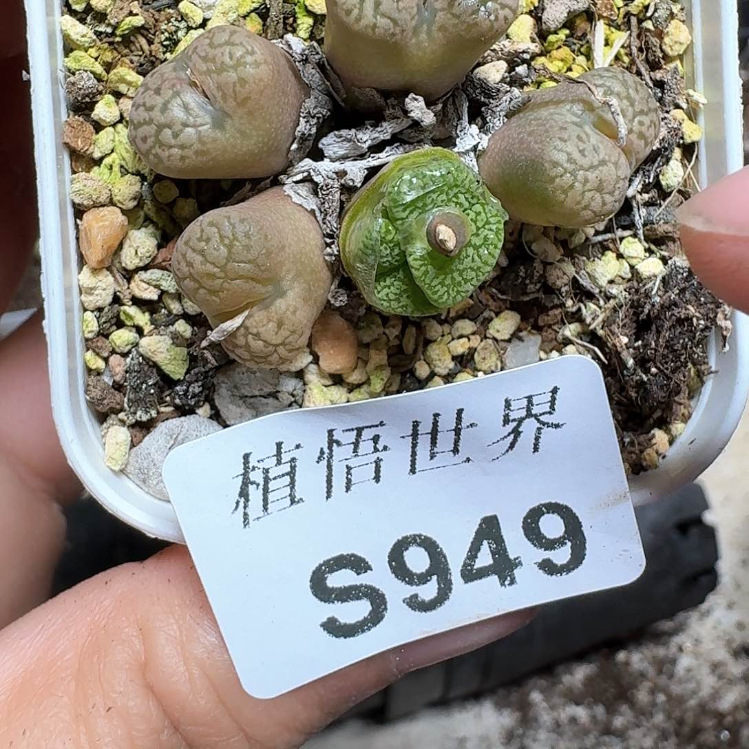 949号多肉植物哇c f