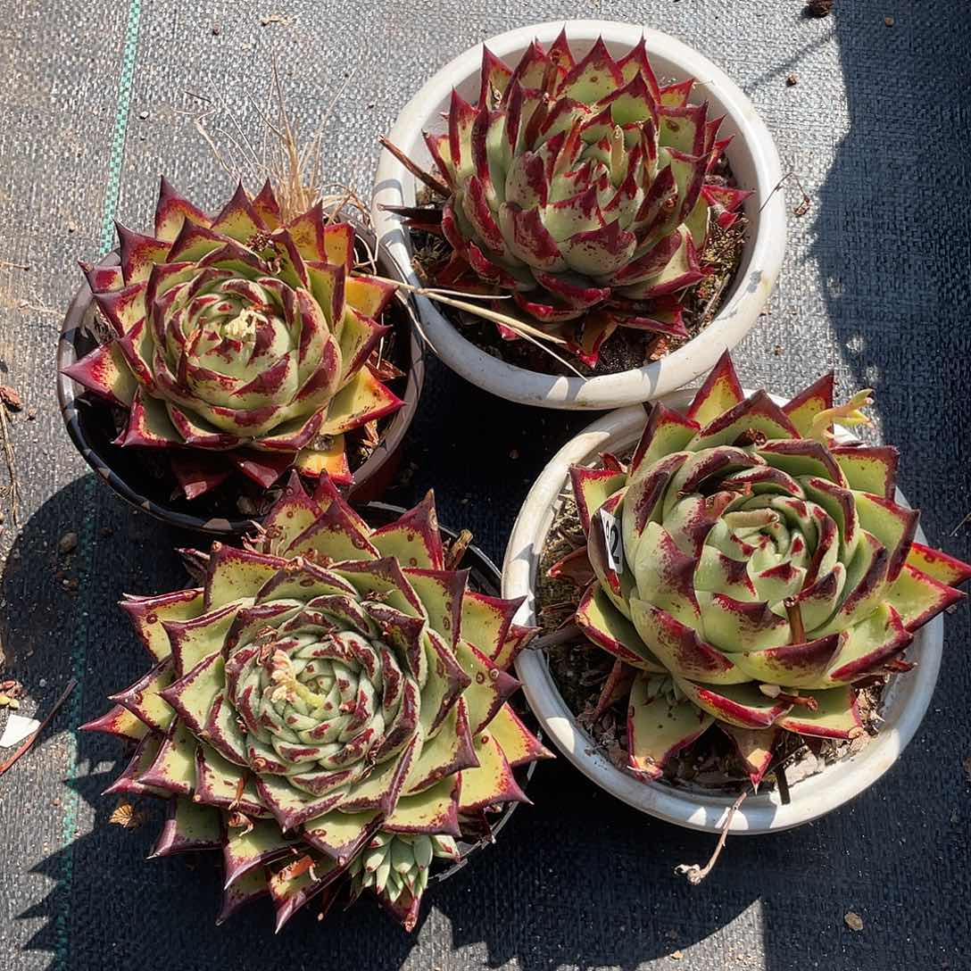 若如东云组拍682