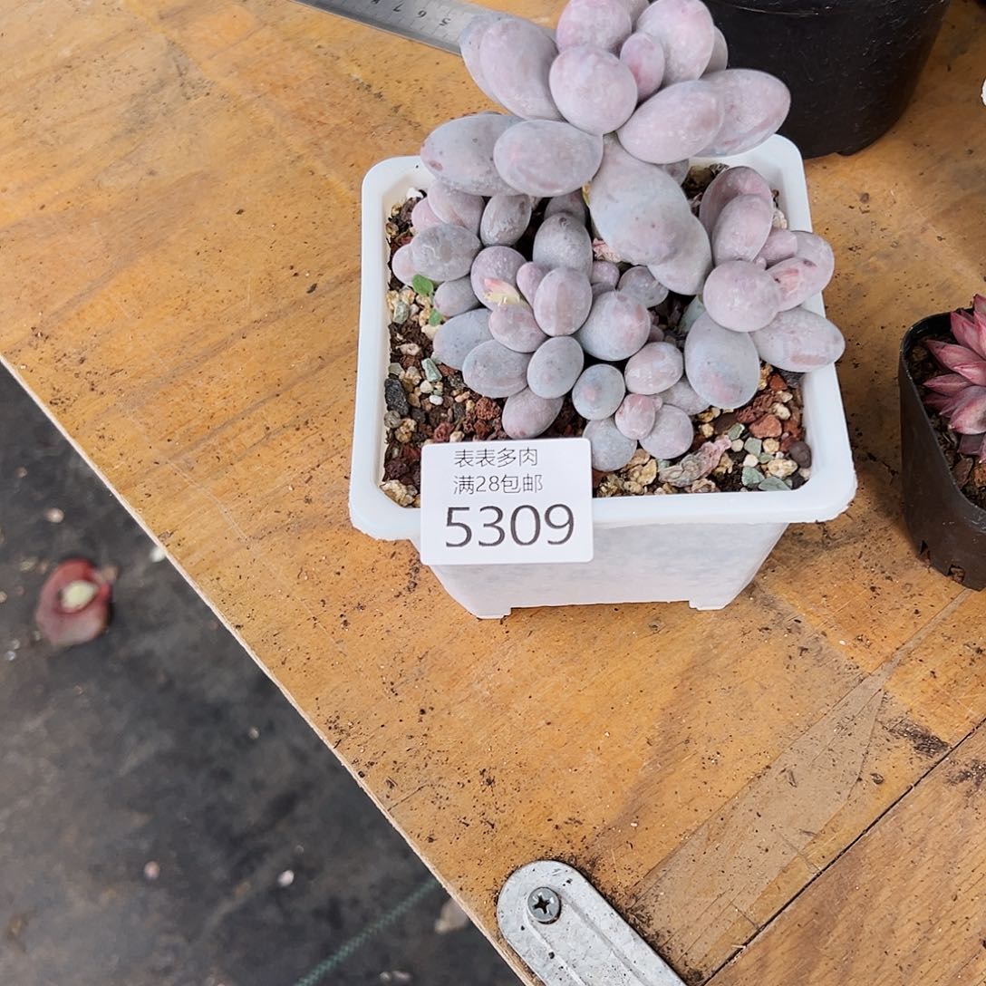 9号我们的确是一个5309