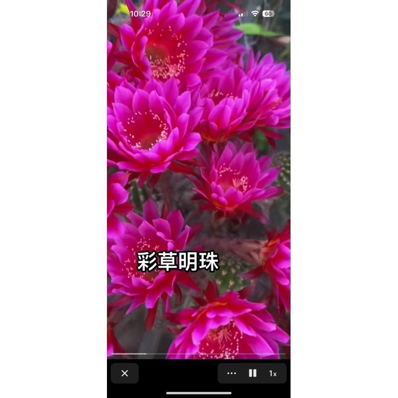 自根明珠彩草尺寸以直播间为准不同季节开不同花色介意勿拍