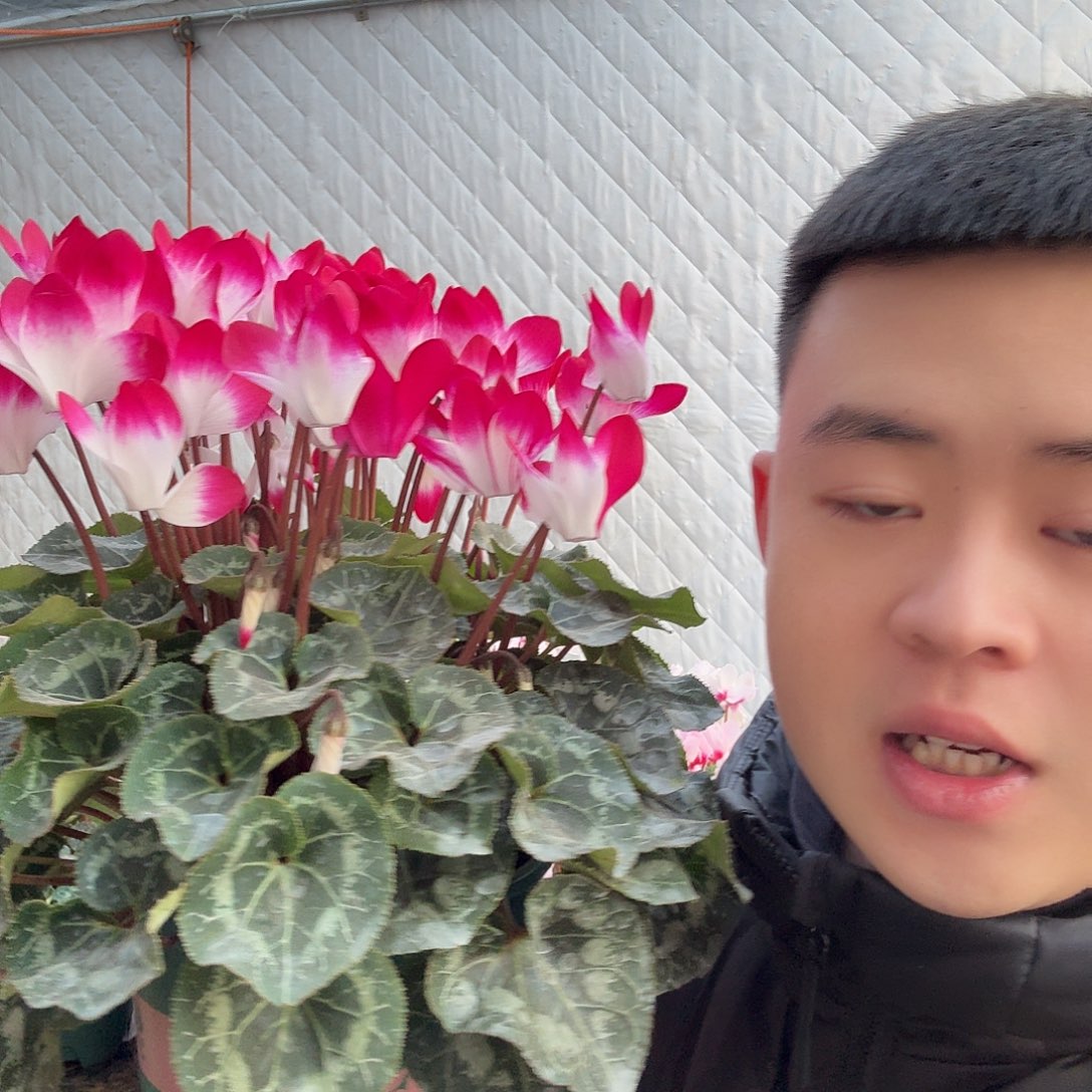 完全开放品红音迪卡