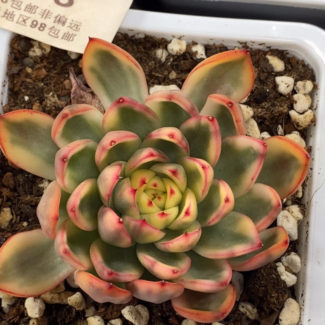 465汉娜锦单头带根