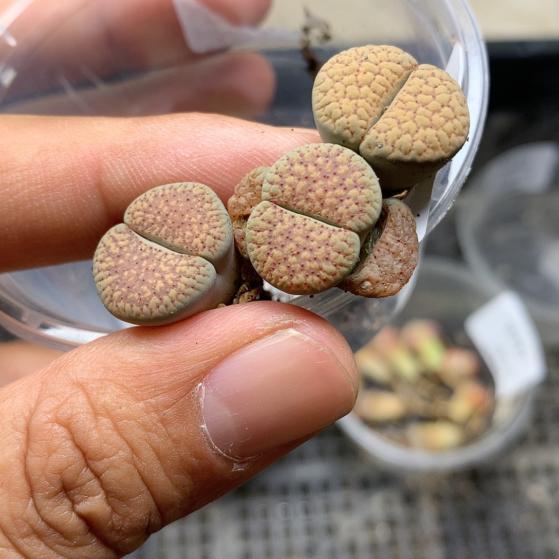 E710多肉植物保护