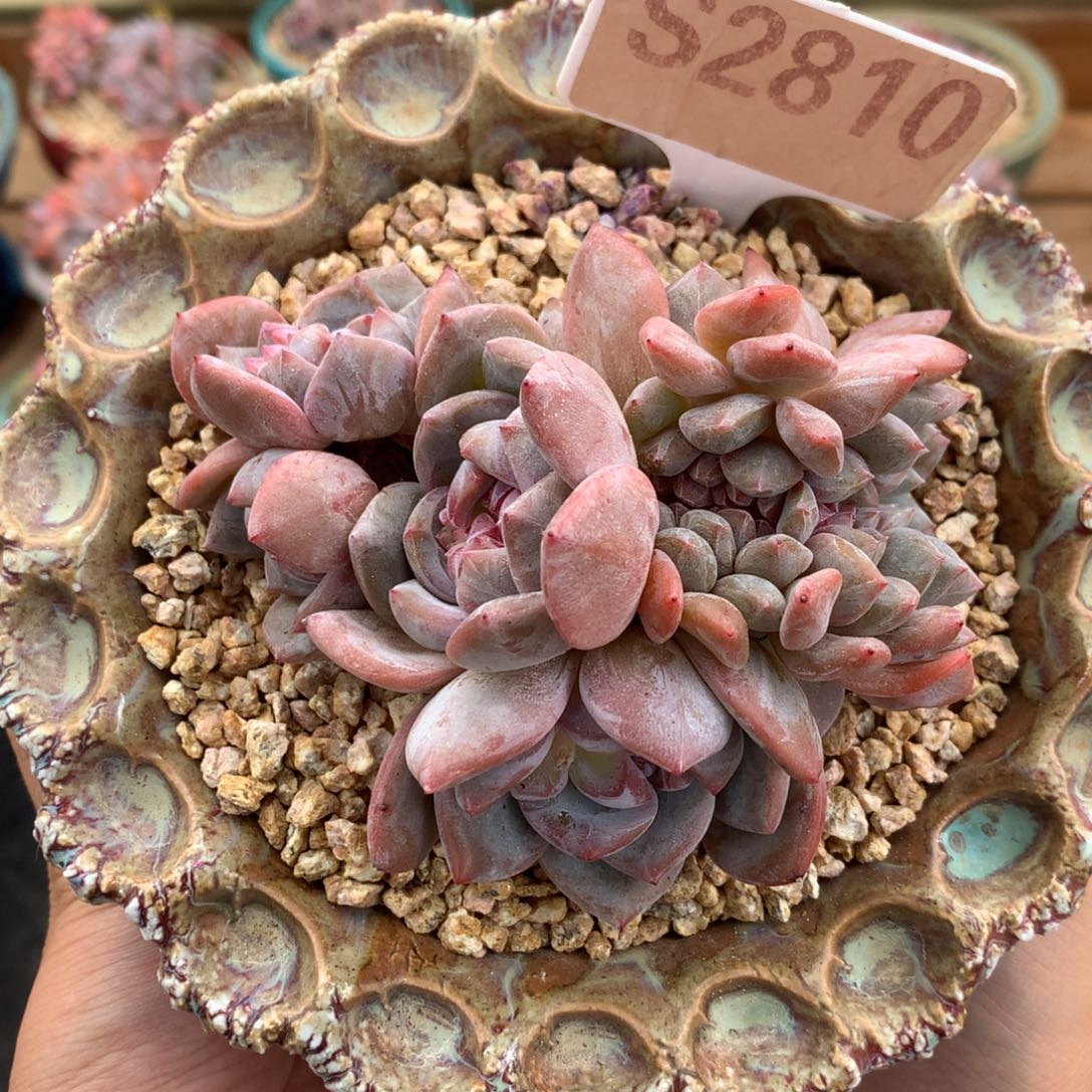 S2810 石榴籽群缀 有砍 9.5cm