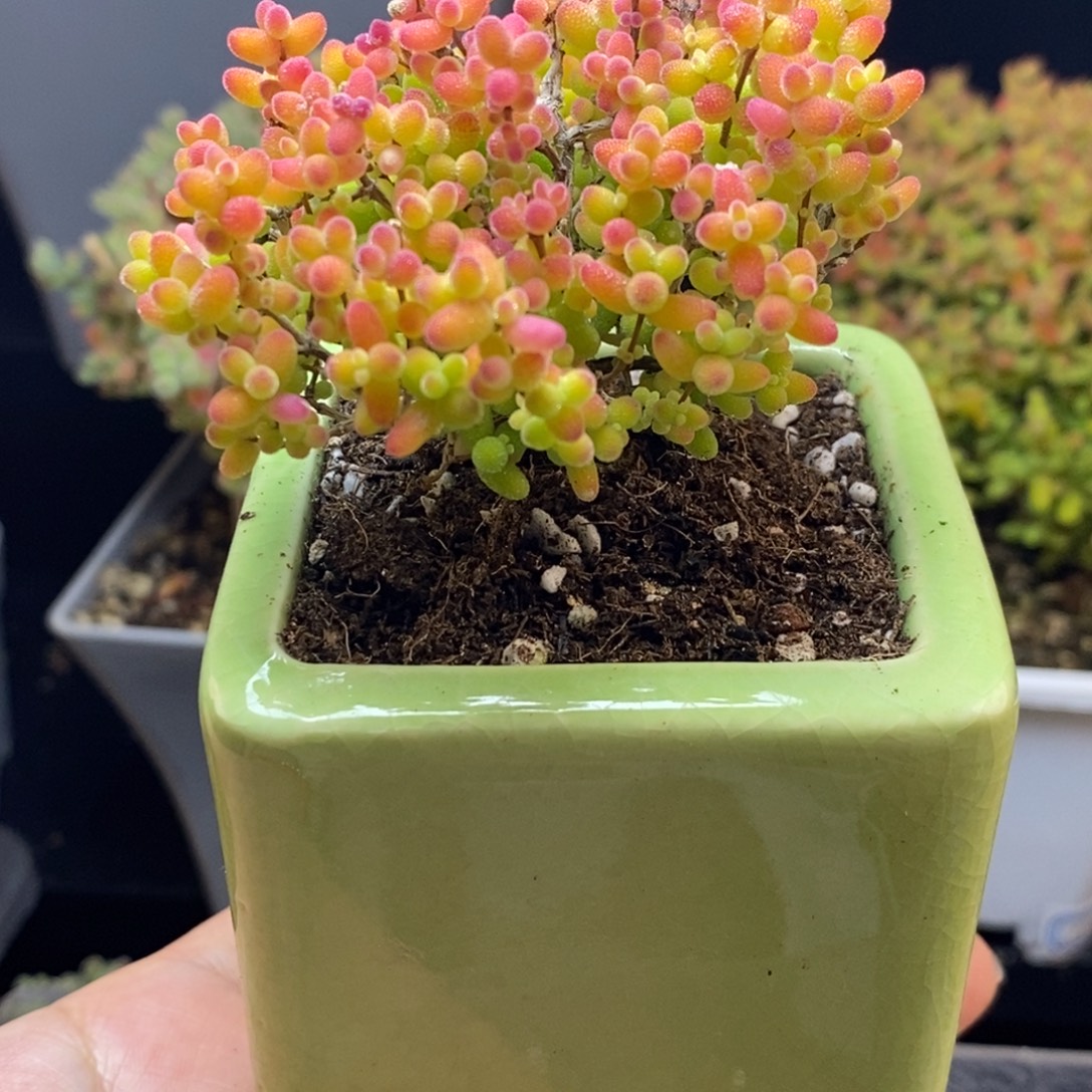 完全开放31号蜜橘糖球（6.5cm）