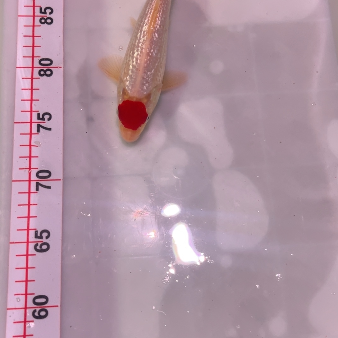 海水鱼锦上锦鲤 666