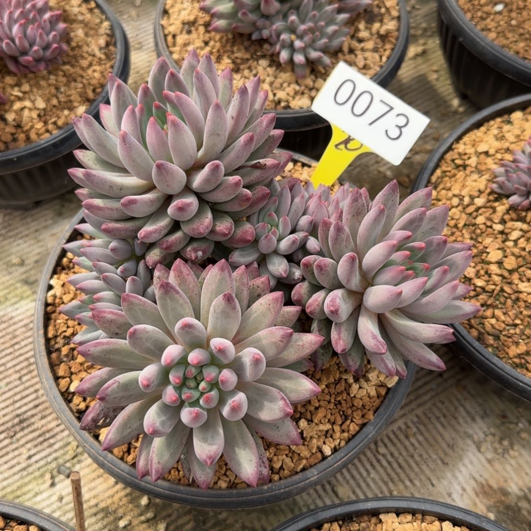 风***过0073。  流沙鱼。    