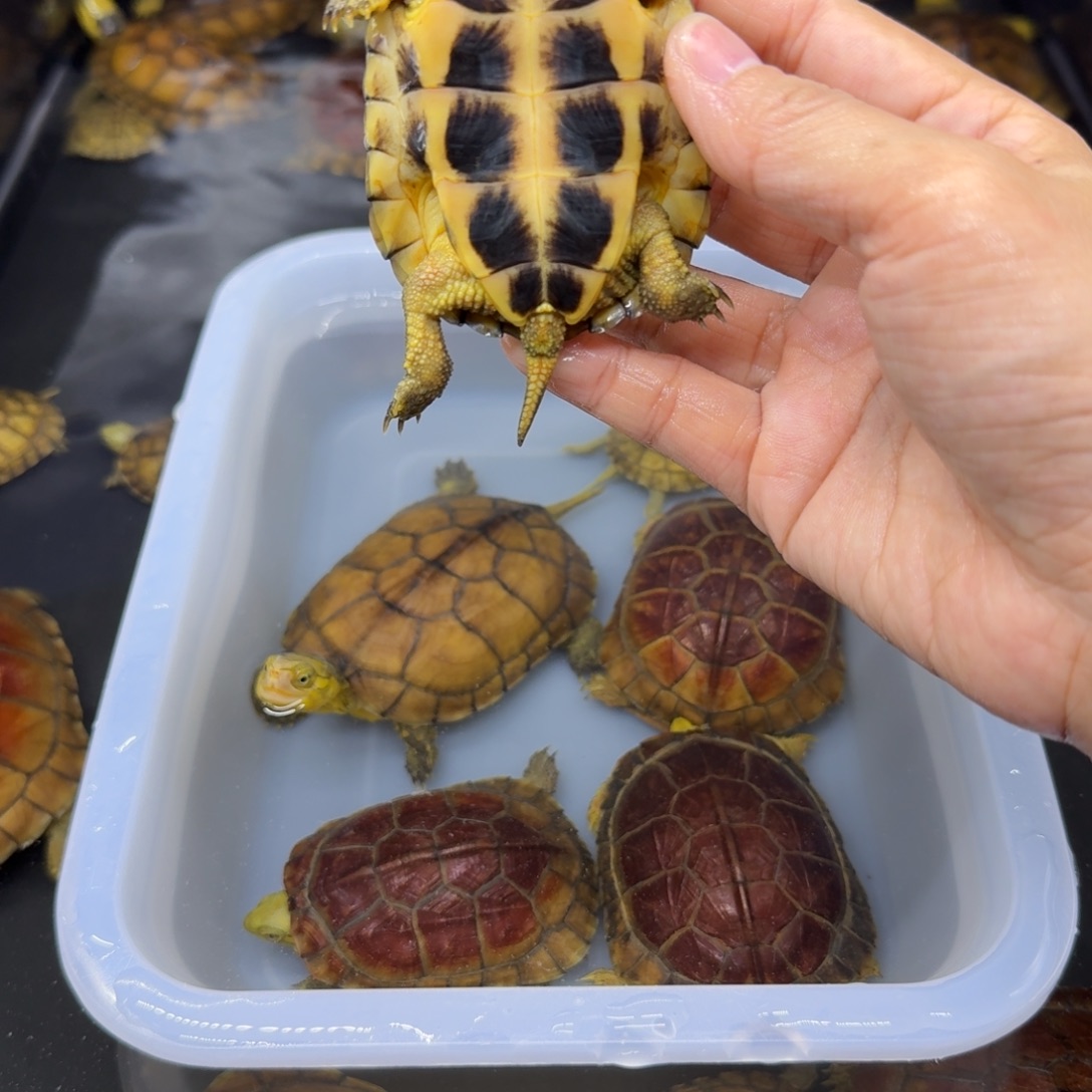 空***@公母搭配宠物龟背甲7