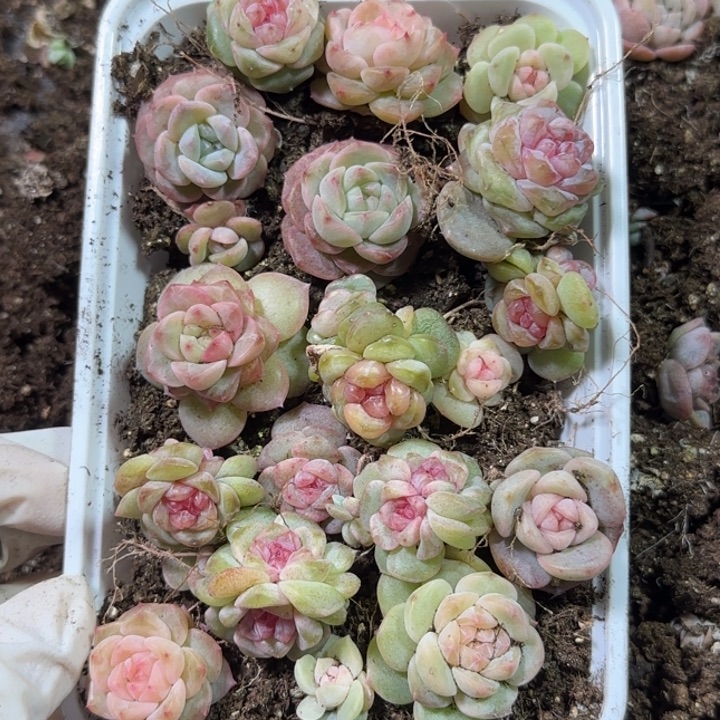 61王者系列多肉一盒