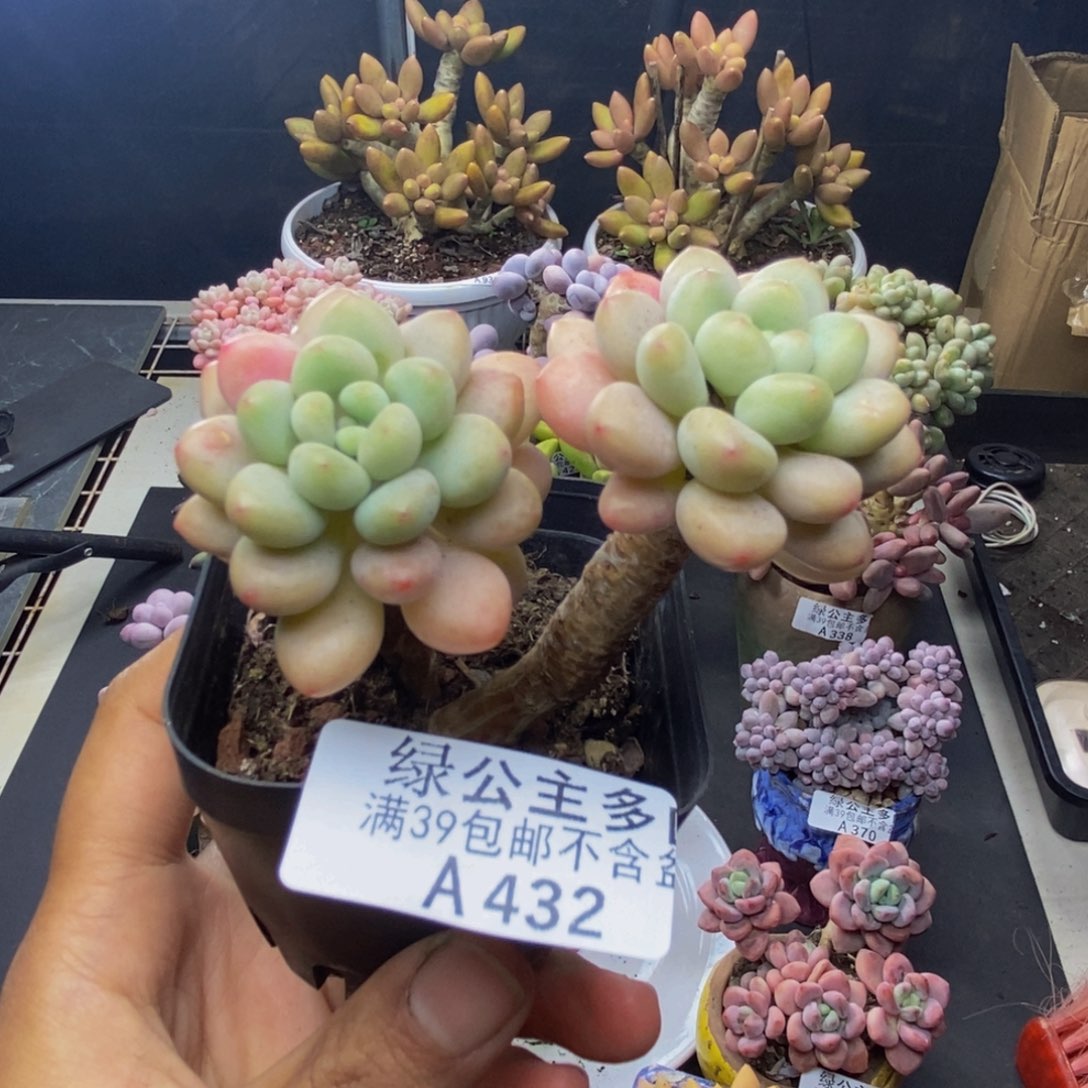 432鱼子酱多肉6c m