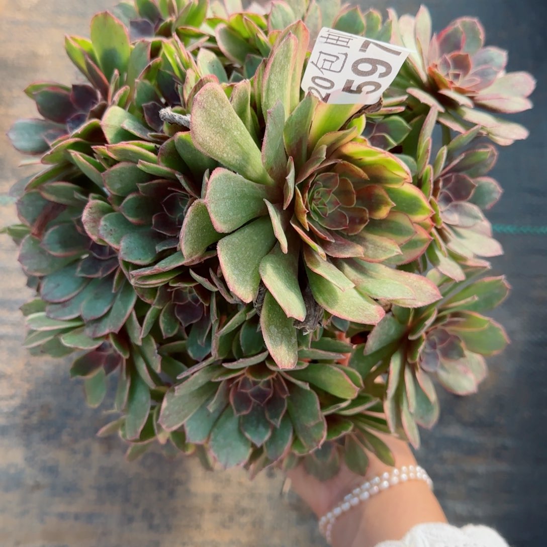 半夏597满20包邮断枝不包