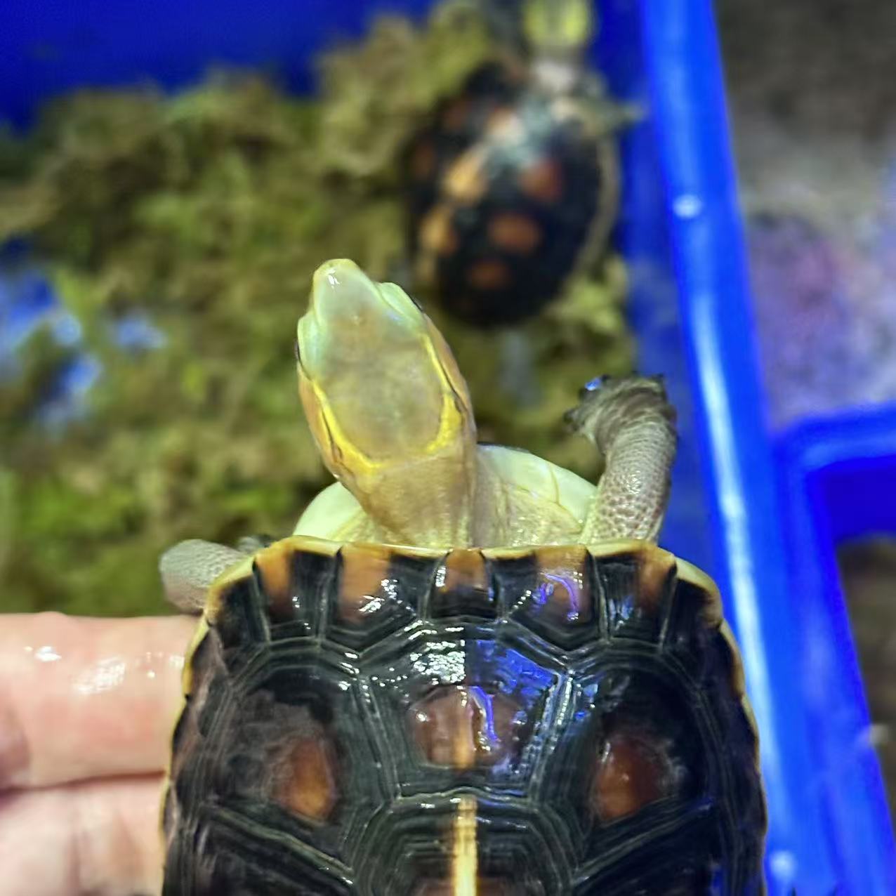 黄缘龟 大陆禄仔 背甲长8.6cm 90克  0-5ADM051624860900.70