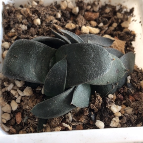 蜗牛群5个头带盆发货