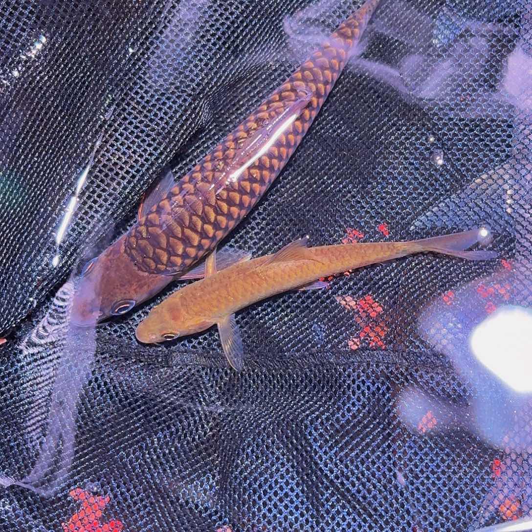 吉罗鱼马来西亚巴拉 赤鳞黑纹