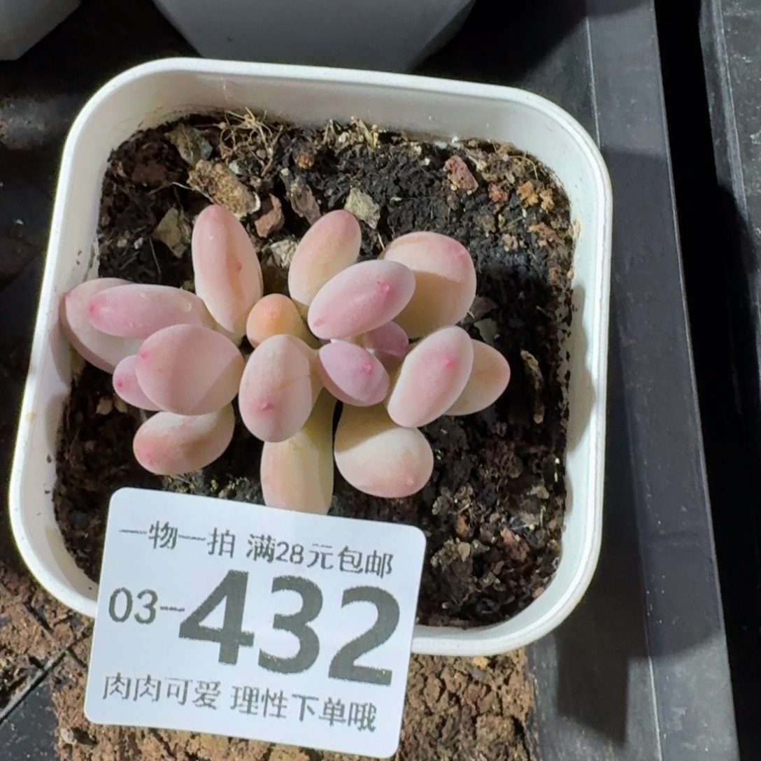 苹果奶无盆土发货