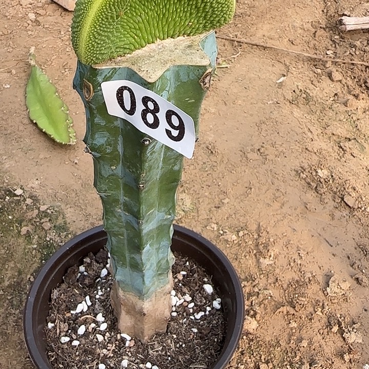 小***舒无花朵嫁接青蛇缀089