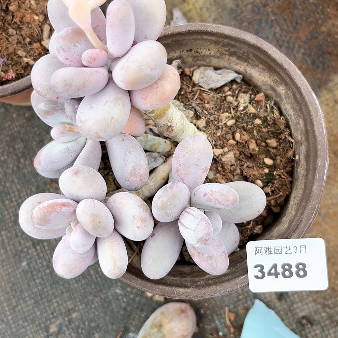 阿雅园艺。    3488